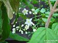 2002-1011Jasminum